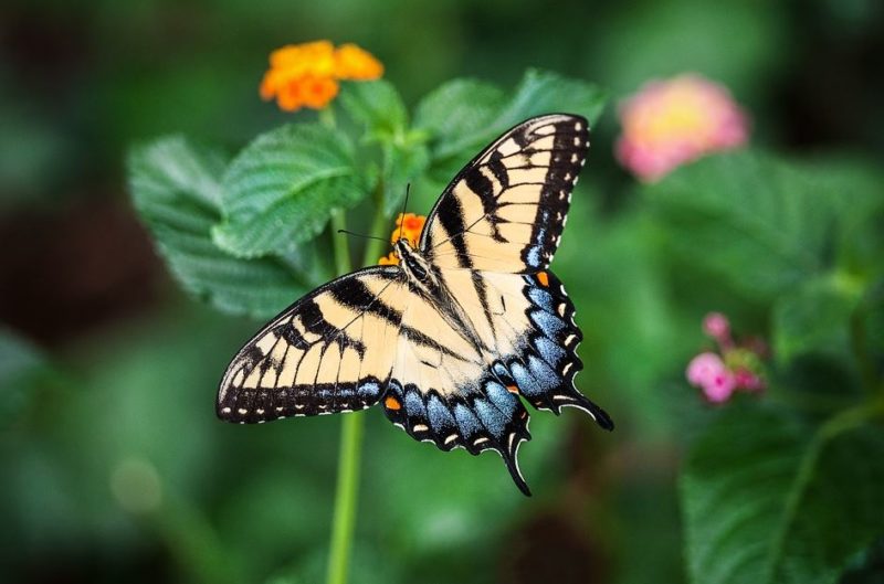 papillons alsace hunawihr