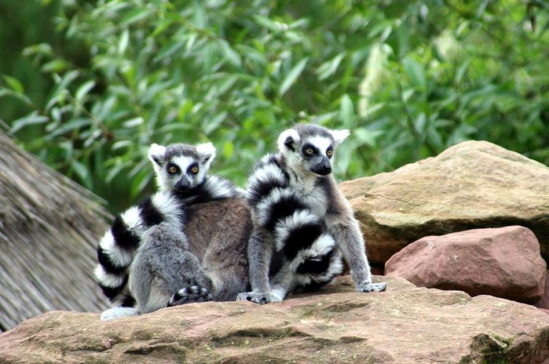 zoo bâle mulhouse