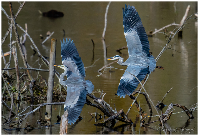 petite camargue alsacienne