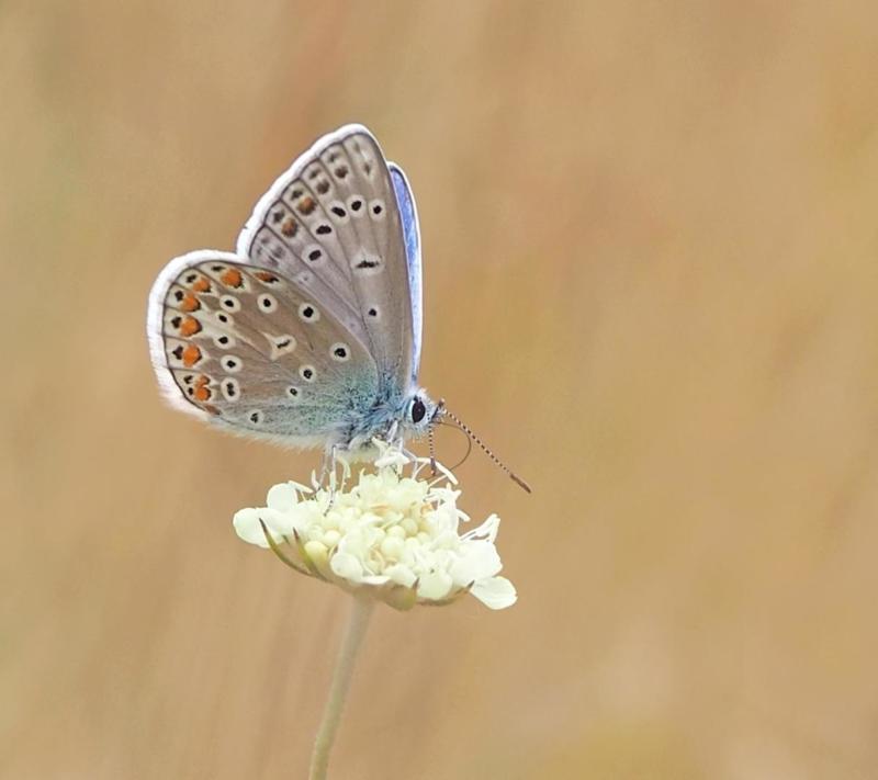 Jardin des papillons Hunawihr