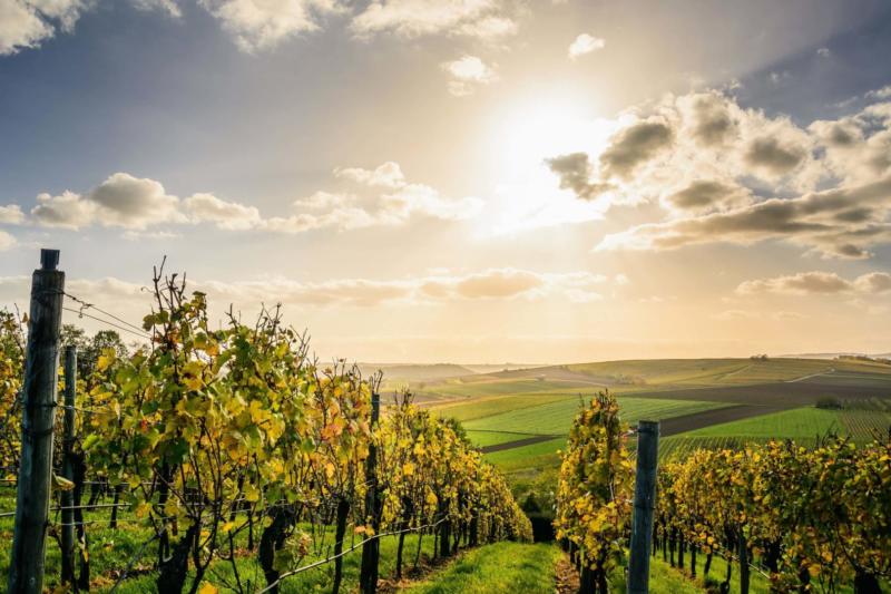 vignes alsace