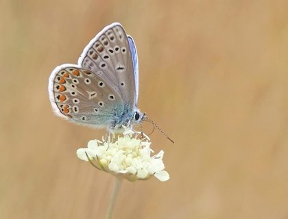 Jardin des papillons Hunawihr