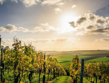 vignes alsace