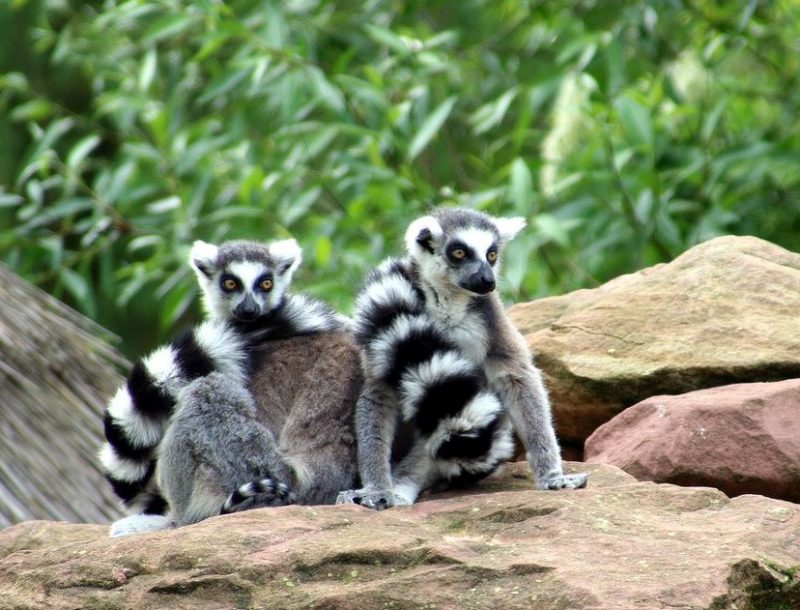 zoo bâle mulhouse